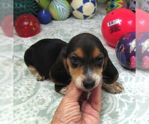 Beagle Puppy for sale in RATTAN, OK, USA