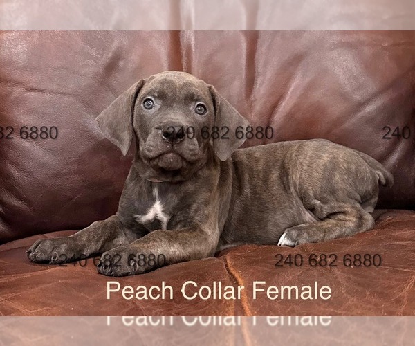 Medium Photo #3 Cane Corso Puppy For Sale in LA PLATA, MD, USA