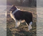 Small Photo #1 Collie Puppy For Sale in CENTERVIEW, MO, USA