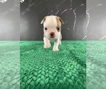 Puppy Gimli AKC Boston Terrier