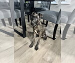 Small #2 Mutt