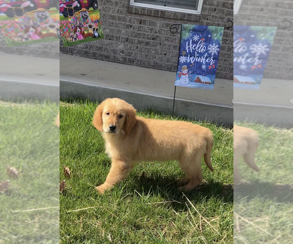 Medium Photo #3 Golden Retriever Puppy For Sale in PARAGON, IN, USA