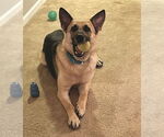 Small #5 German Shepherd Dog