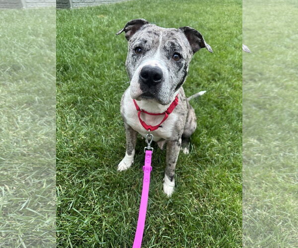 Medium Photo #3 Mutt Puppy For Sale in Rockville, MD, USA