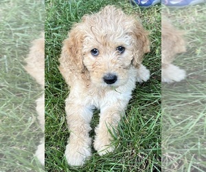 Golden Mountain Doodle Puppy for sale in COLUMBIA, MO, USA
