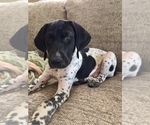 Small Photo #2 German Shorthaired Pointer Puppy For Sale in AUSTIN, TX, USA