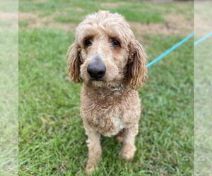 Trooper Dec 24 - Male Goldendoodle Dog for Adoption - Photo #5
