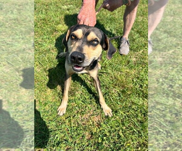 Medium Photo #2 Mutt Puppy For Sale in Abbeville, LA, USA