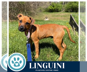 Boxer-Unknown Mix Dogs for adoption in Kimberton, PA, USA