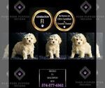Small Photo #125 Maltipoo Puppy For Sale in WARSAW, IN, USA