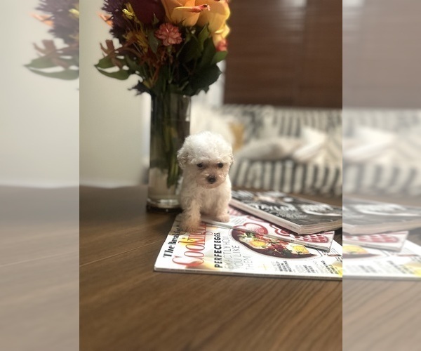 Medium Photo #7 Poodle (Toy) Puppy For Sale in PLAINFIELD, IL, USA