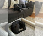 Small #6 Labrador Retriever Mix