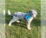 Small Photo #1 Old English Sheepdog-Sheepadoodle Mix Puppy For Sale in KENT CITY, MI, USA