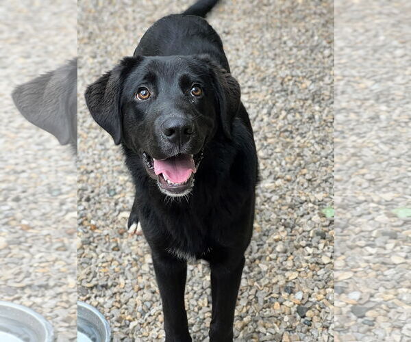 Medium Photo #3 Mutt Puppy For Sale in Manchester, MO, USA
