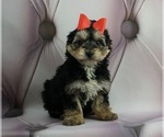 Puppy 7 Poodle (Toy)-Yorkshire Terrier Mix