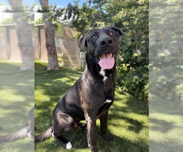 Medium Photo #2 Shepradors Puppy For Sale in Chula Vista, CA, USA