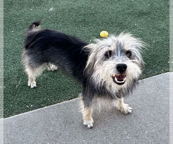 Medium Photo #2 Mutt Puppy For Sale in La Verne, CA, USA