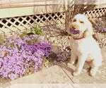 Small Photo #1 Goldendoodle Puppy For Sale in DANVILLE, IN, USA