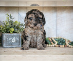 Puppy Hudson Miniature Labradoodle