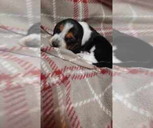 Basset Hound Puppy for sale in SALEM, WV, USA