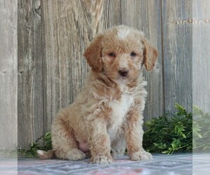 Goldendoodle-Poodle (Miniature) Mix Puppy for sale in HONEY BROOK, PA, USA