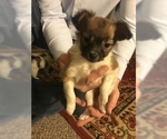 Small Photo #4 Papillon Puppy For Sale in CO SPGS, CO, USA