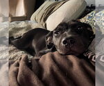 Small #1 Labrador Retriever Mix