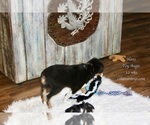 Small Photo #9 Miniature American Shepherd-Pembroke Welsh Corgi Mix Puppy For Sale in LIND, WA, USA