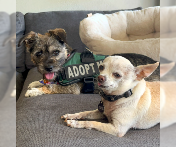 Medium Photo #7 Border Terrier-Unknown Mix Puppy For Sale in San Diego, CA, USA