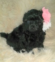 Pomeranian-Poodle (Toy) Mix Puppy for sale in PITTSVILLE, WI, USA