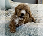 Small Photo #26 Goldendoodle (Miniature) Puppy For Sale in PENSACOLA, FL, USA
