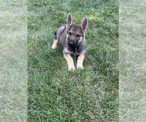 German Shepherd Dog Puppy for sale in GROVE CITY, OH, USA
