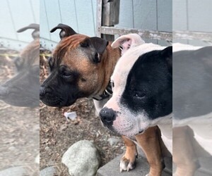 Staffordshire Bull Terrier Dog for Adoption in WASILLA, Alaska USA