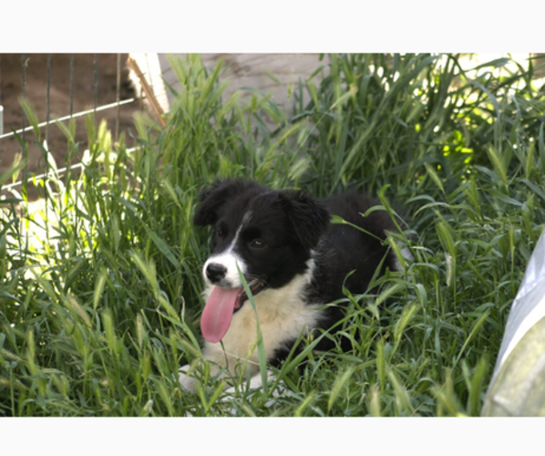 Medium Photo #28 Australian Shepherd Puppy For Sale in ACTON, CA, USA