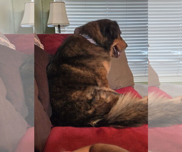 Medium Photo #4 Labrador Retriever-Unknown Mix Puppy For Sale in The Woodlands, TX, USA