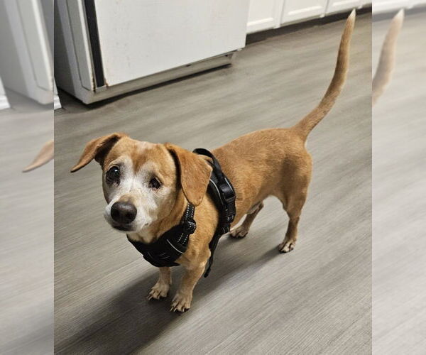 Medium Photo #2 Dachshund-Unknown Mix Puppy For Sale in oakland, FL, USA