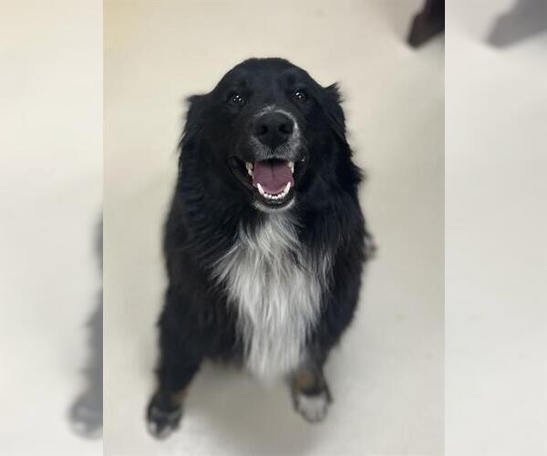 Medium Photo #1 Australian Shepherd-Unknown Mix Puppy For Sale in Center Township, PA, USA