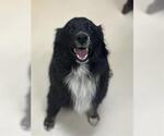 Small Australian Shepherd Mix