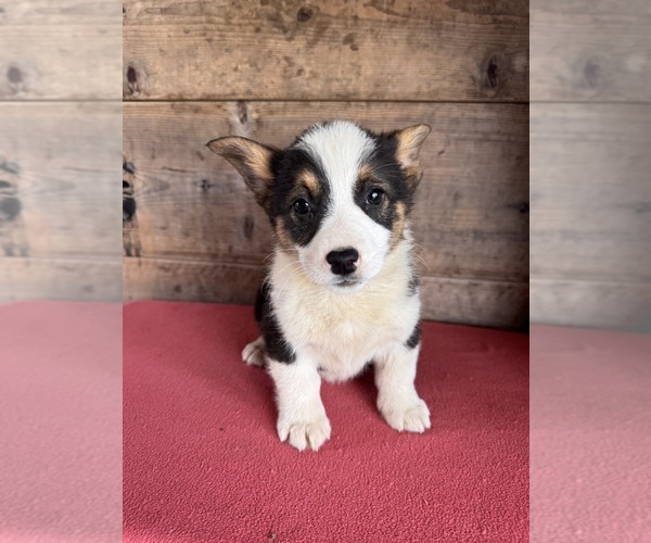 Medium Photo #3 Pembroke Welsh Corgi Puppy For Sale in VERMONTVILLE, MI, USA