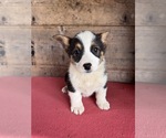Small #2 Pembroke Welsh Corgi