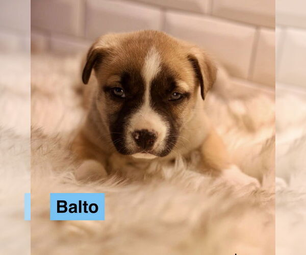 Medium Photo #2 Bulldog-Unknown Mix Puppy For Sale in Duluth, MN, USA