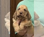 Red LM 8 - Male Bloodhound Puppy for Sale - Photo #9