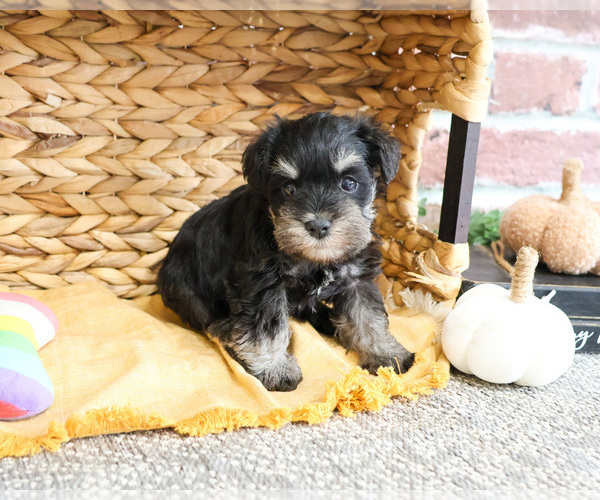 Medium Photo #4 Schnauzer (Miniature) Puppy For Sale in SYRACUSE, IN, USA