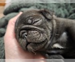 Small #21 Pug