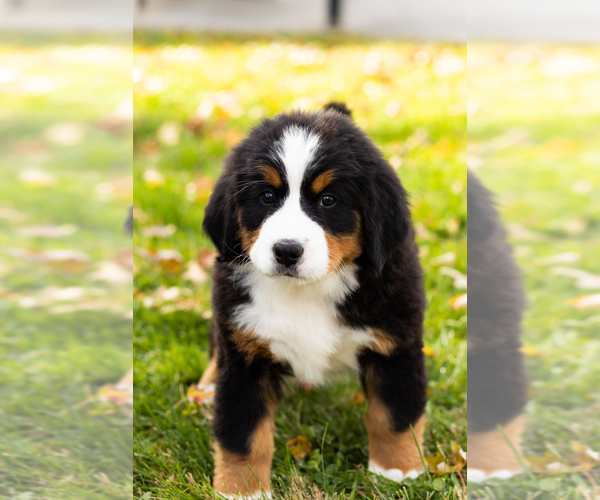 Medium Photo #2 Bernese Mountain Dog Puppy For Sale in MILLERSBURG, IN, USA
