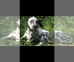 Dalmatian Puppy for sale in CLEVELAND, OH, USA