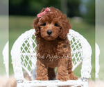 Small #3 Maltipoo (Miniature)