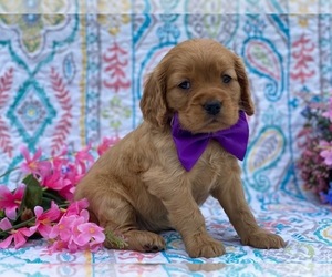 Golden Retriever Puppy for sale in LANCASTER, PA, USA
