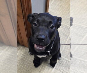 Labrador Retriever-Unknown Mix Dogs for adoption in Spring Lake, NJ, USA