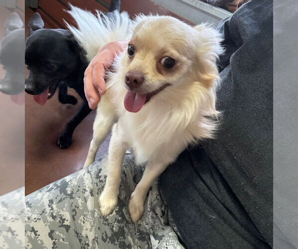 Medium Photo #1 Chihuahua-Unknown Mix Puppy For Sale in Chico, CA, USA